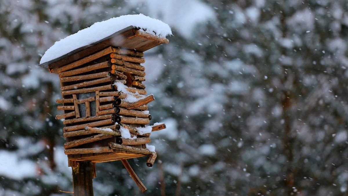 Budka pro ptáky tuto drobnost je nutné urychleně opravit aby se v ní ptáci ukrývali celou zimu