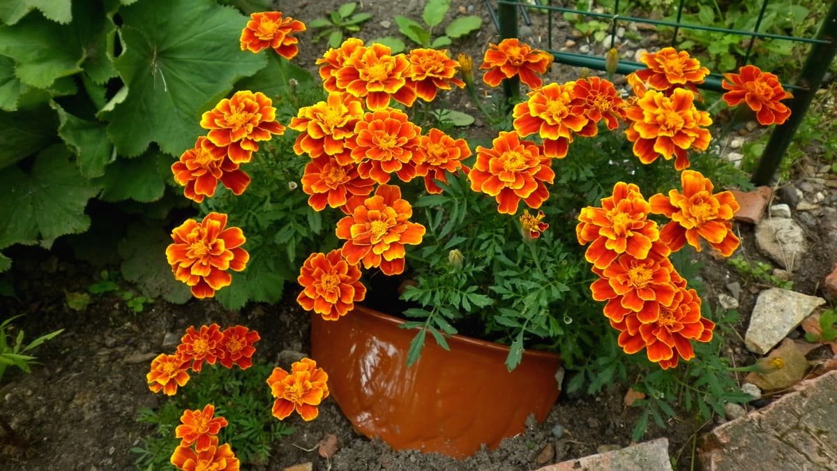 Rostlina aksamitník zasaďte aksamitníky do květináče — a zahrada se utopí v květech. Zjistěte jednoduchý způsob