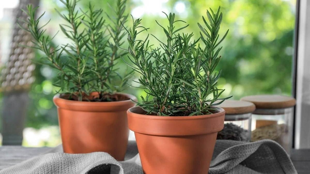 Představujeme 6 voňavých rostlin ideálních pro dekoraci domova: vytváříme teplou a příjemnou atmosféru