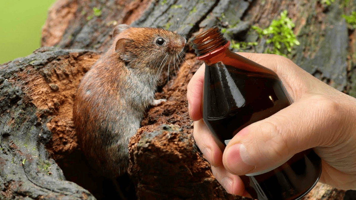 Rozsypte před domem a krysy zmizí Pro ně je to zápach