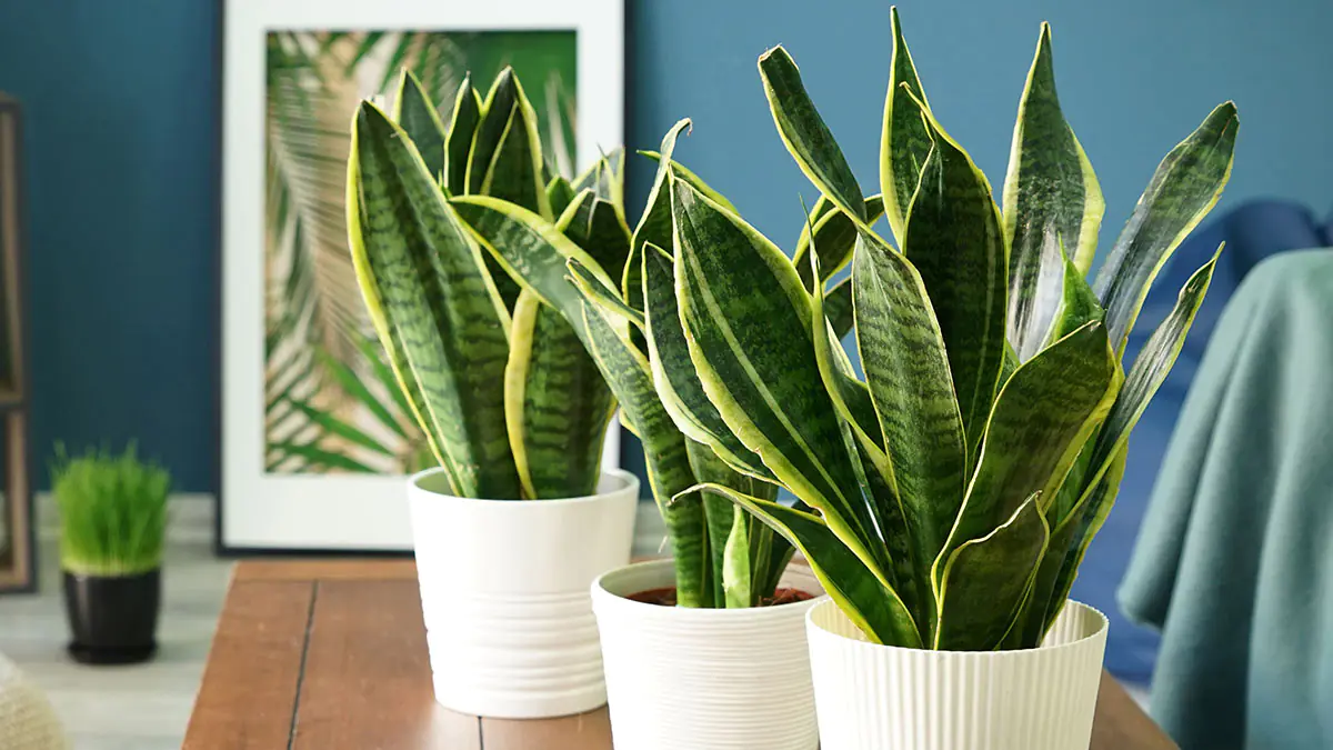 Pět pokojových rostlin, které oživí energii ve vašem domově