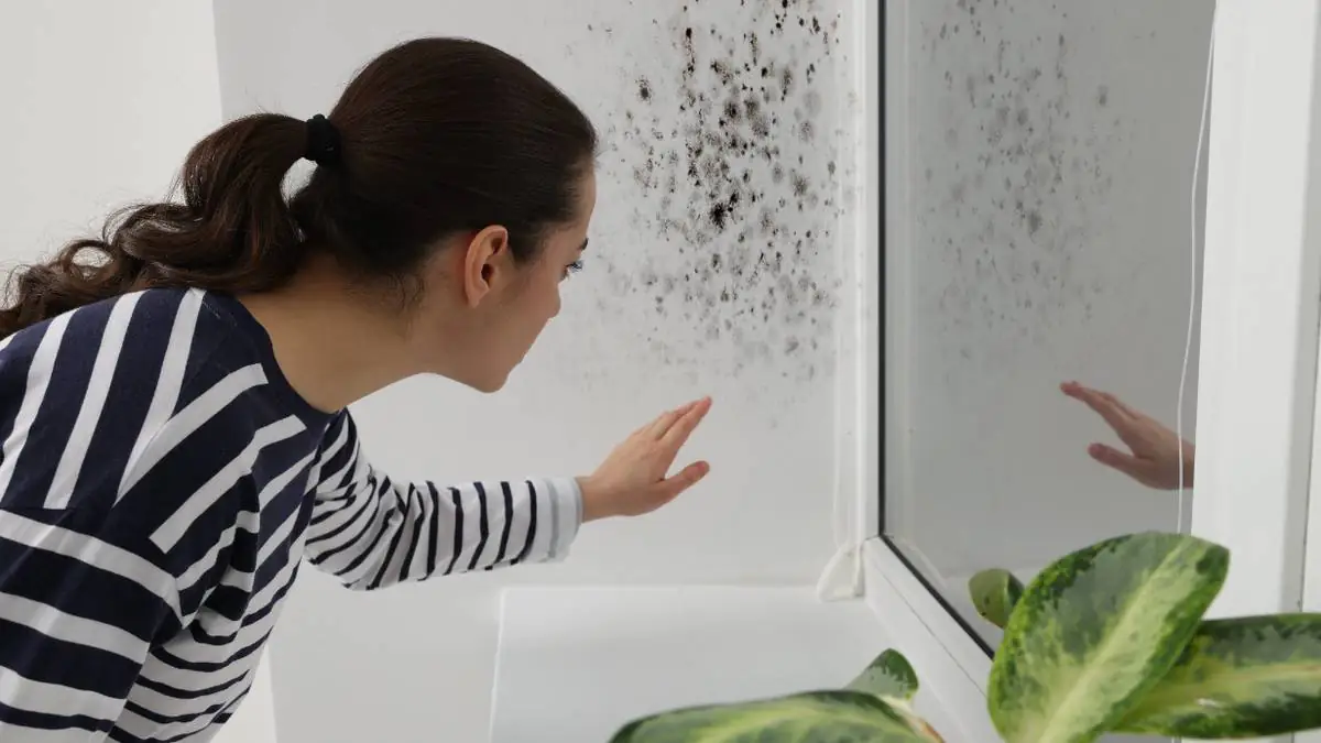 Sbohem plíseň na zdech: přírodní trik, který funguje lépe než bělidlo