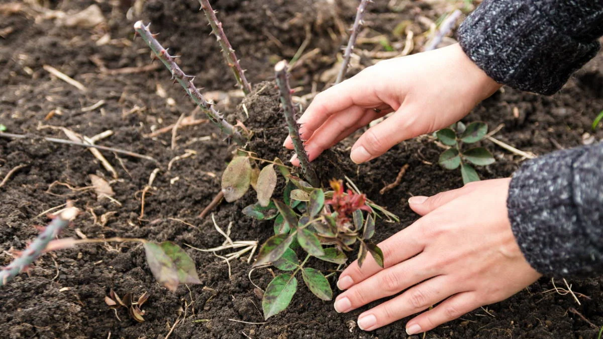 Obyčejný zbytek ze snídaně, zakopaný v zimě pod růžovými keři, radikálně mění jarní kvetení