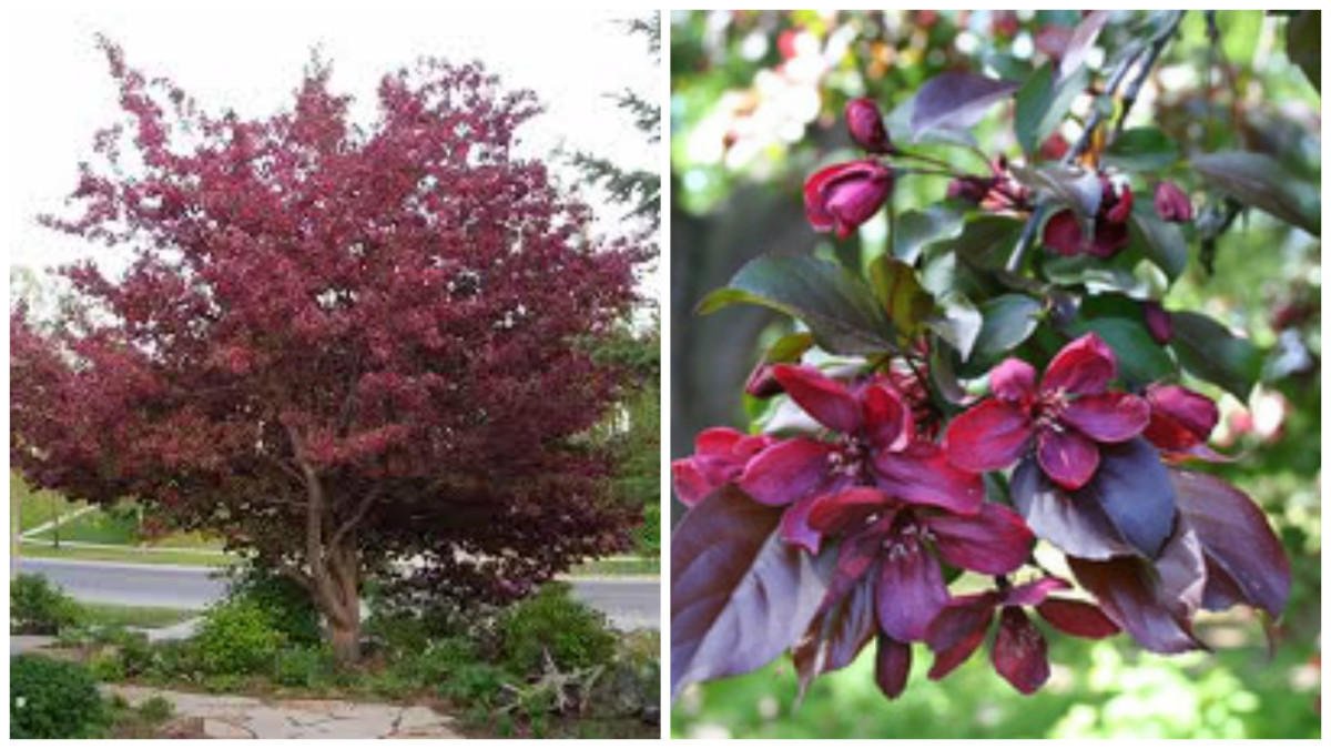 9 stromů, které udrží dvůr zelený a nepoškodí zpevněné plochy