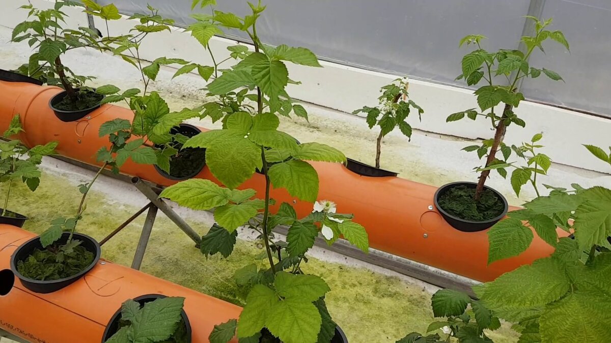 Ovoce, které je dobré sázet v zimě: v létě bude úroda bohatá a chutná