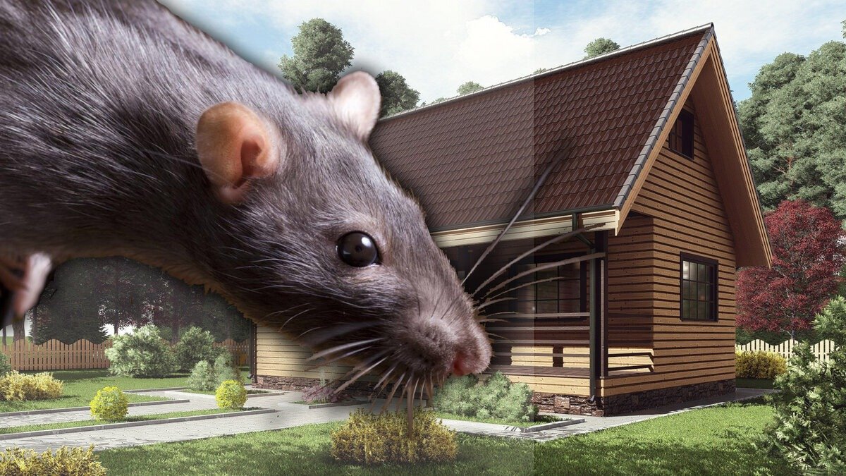 Stačí jediný list: jak se v zimě zbavit myší a potkanů