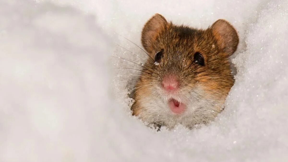 Neuvěříte, co opravdu vyhání myši z domu vyzkoušejte tuto přírodní a neomylnou metodu v zimě
