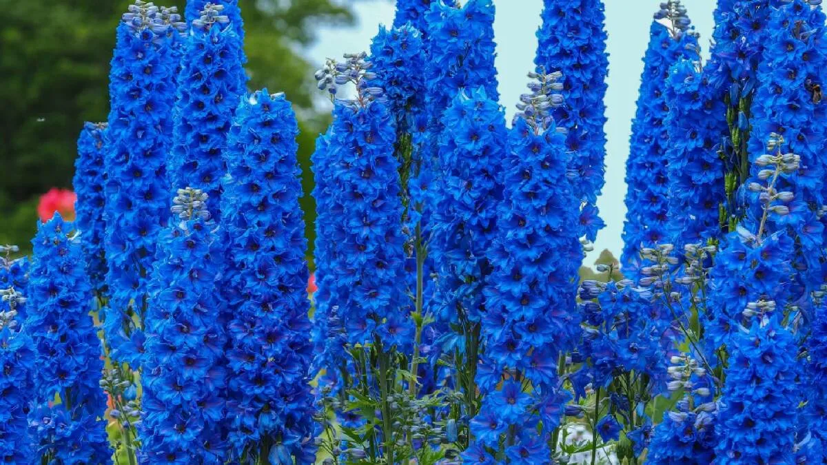 Jaké květiny vysévat na sazenice v lednu