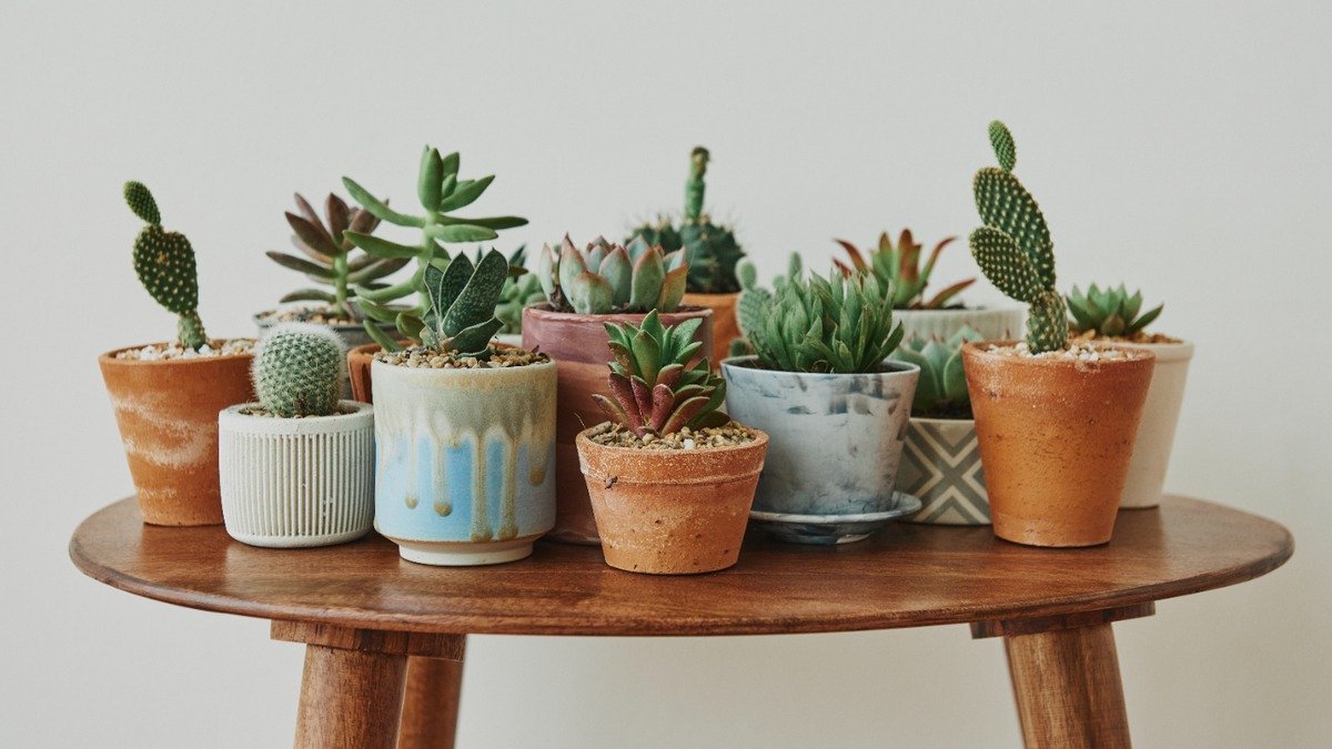 Rostliny pro zaneprázdněné lidi druhy které přežijí v kanceláři i v bytě bez neustálé kontroly