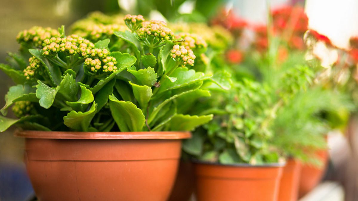 Symbol dlouhověkosti a štěstí, tuto rostlinu si lidé v Česku stále častěji dávají domů na Vánoce a na Nový rok