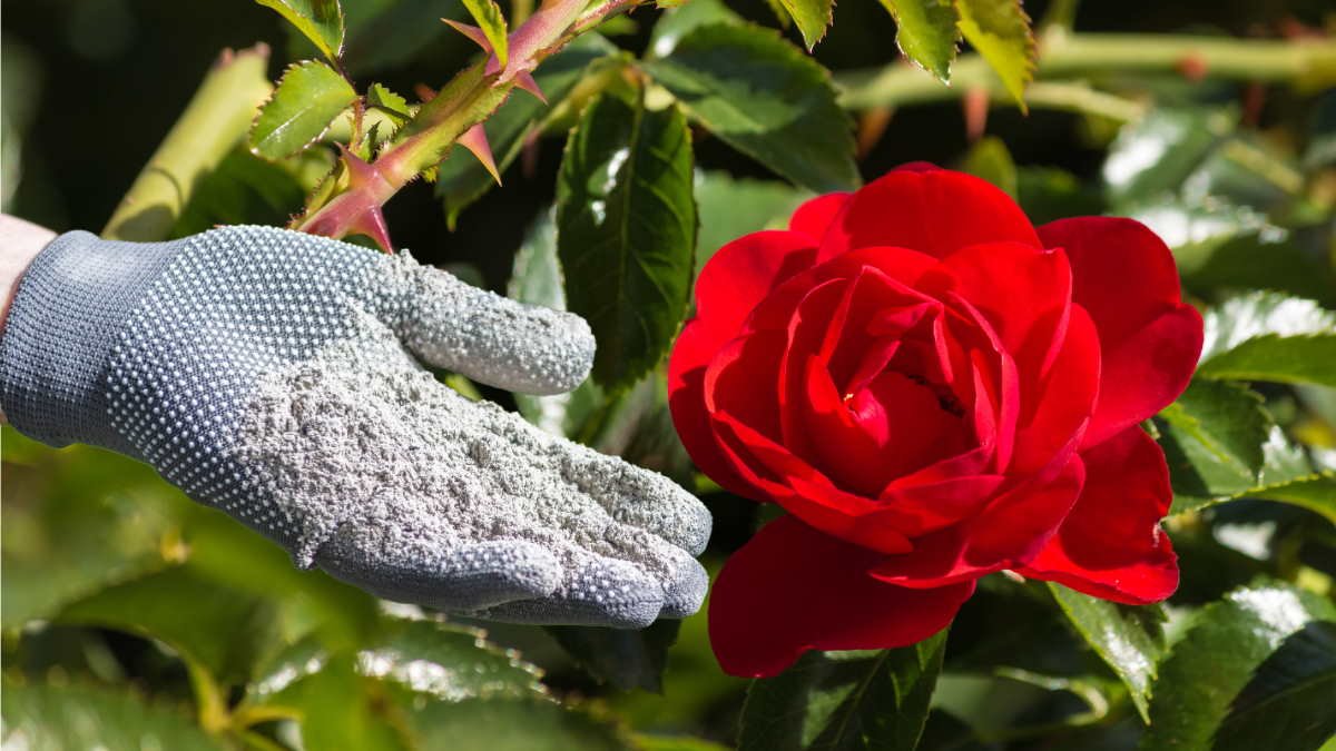 Na jaře bude růžový keř plný poupat Stačí do půdy přidat jen 4 druhy hnojiv