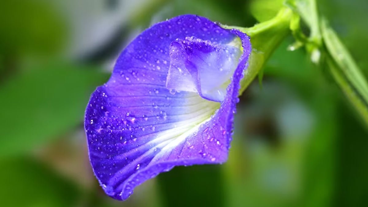 Tipy pro péči o aparajitu co udělat s rostlinou v lednu aby kvetla déle