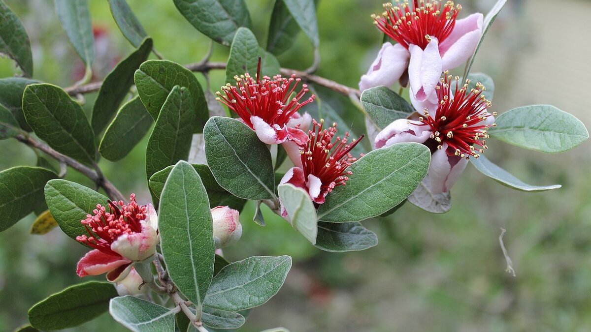 V zahradách se tento tropický plod, který snese −10 °C, stává hitem: podzimní úroda překvapuje úplně všechny