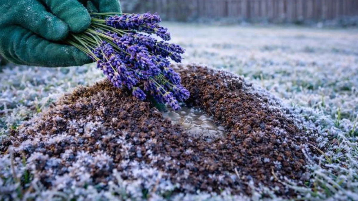Krt už řádí na zahradě navzdory mrazu Nalijte to do jeho krtince a uteče