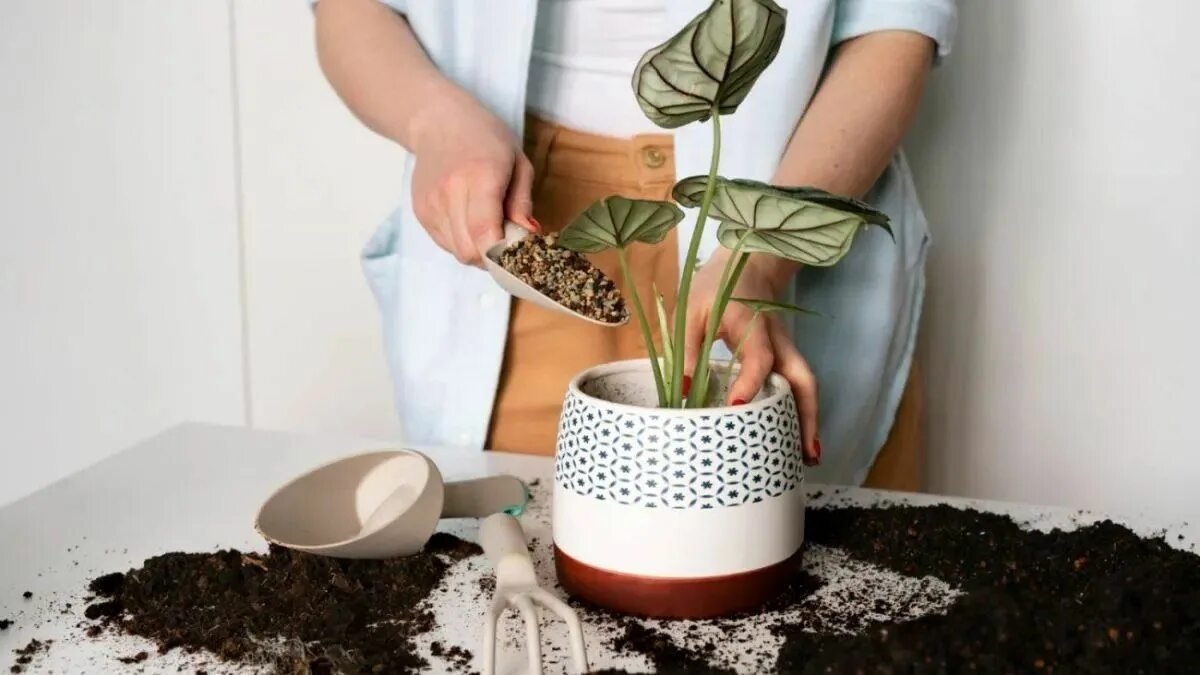 V jakém období rostliny „žádají“ nový květináč a jak to poznat