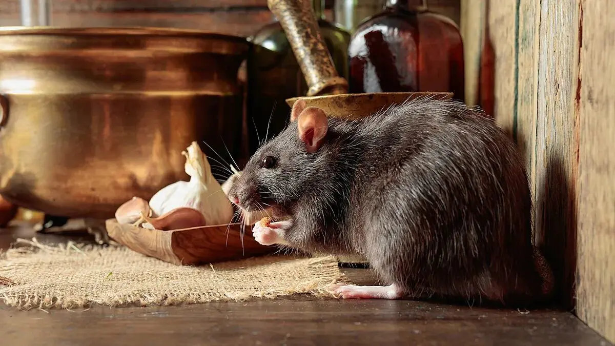 V lednu zapomenutá ingredience ve skříňkách zastaví krysy dřív, než se dostanou do domu