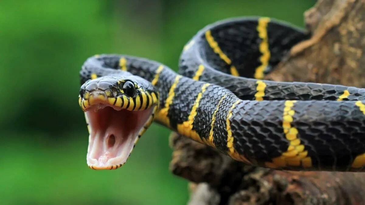 V okolí jsou tyto pachy? Pak může had přijít do domu jako „host“