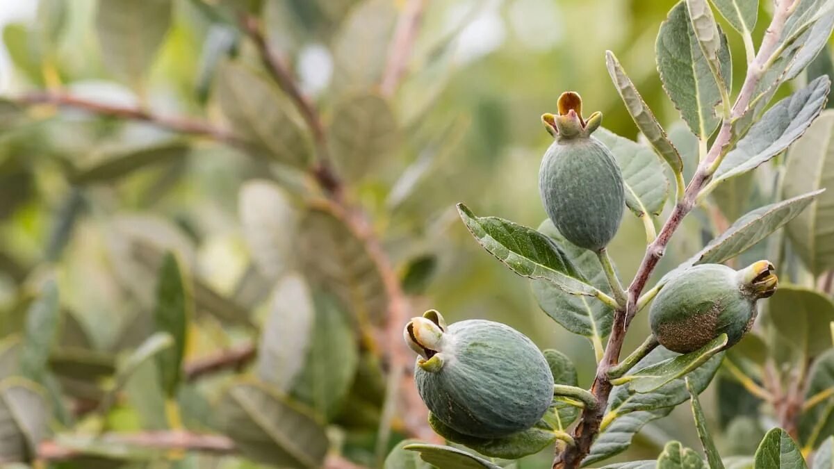 V zahradách se tento tropický plod, který snese −10 °C, stává hitem: podzimní úroda překvapuje úplně všechny