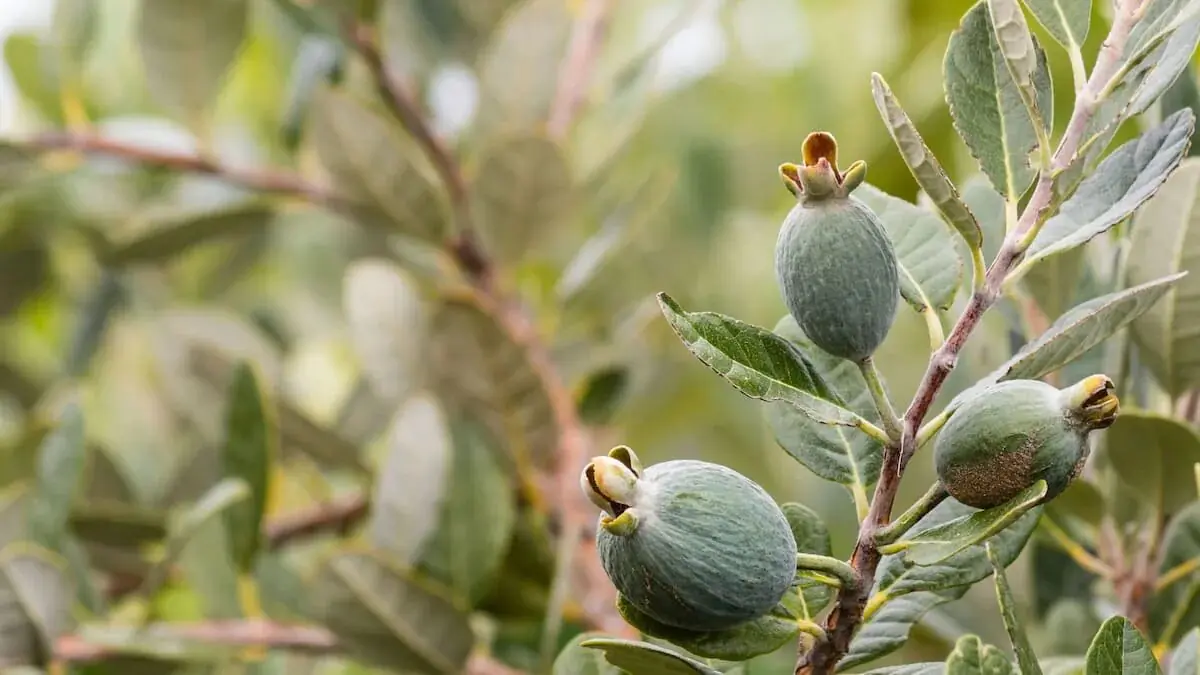 V zahradách se tento tropický plod, který snese −10 °C, stává hitem: podzimní úroda překvapuje úplně všechny
