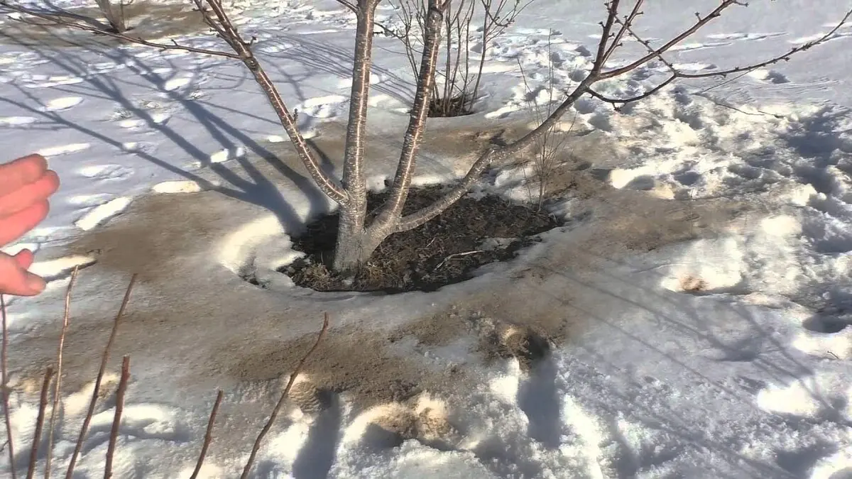 Popel na zahradě co je dobré vědět než ho rozsypete v českých podmínkách