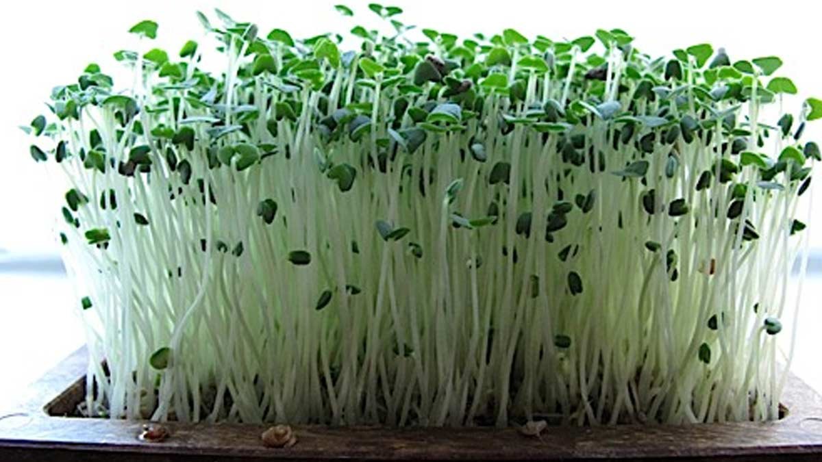 Proč se chia semínka stala světovou hvězdou