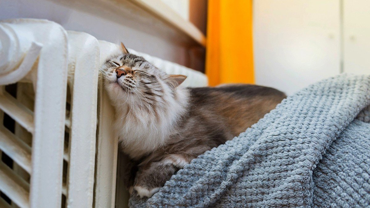 Vlažný radiátor: v českých domácnostech někdy stačí krátký úkon, aby znovu podal plný výkon