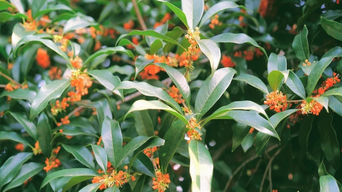 Představujeme 6 voňavých rostlin ideálních pro dekoraci domova: vytváříme teplou a příjemnou atmosféru