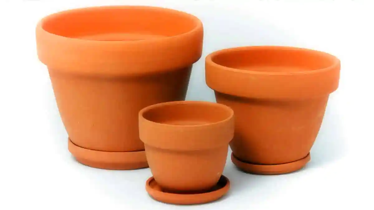 Rostlina aksamitník: zasaďte aksamitníky do květináče — a zahrada se utopí v květech. Zjistěte jednoduchý způsob