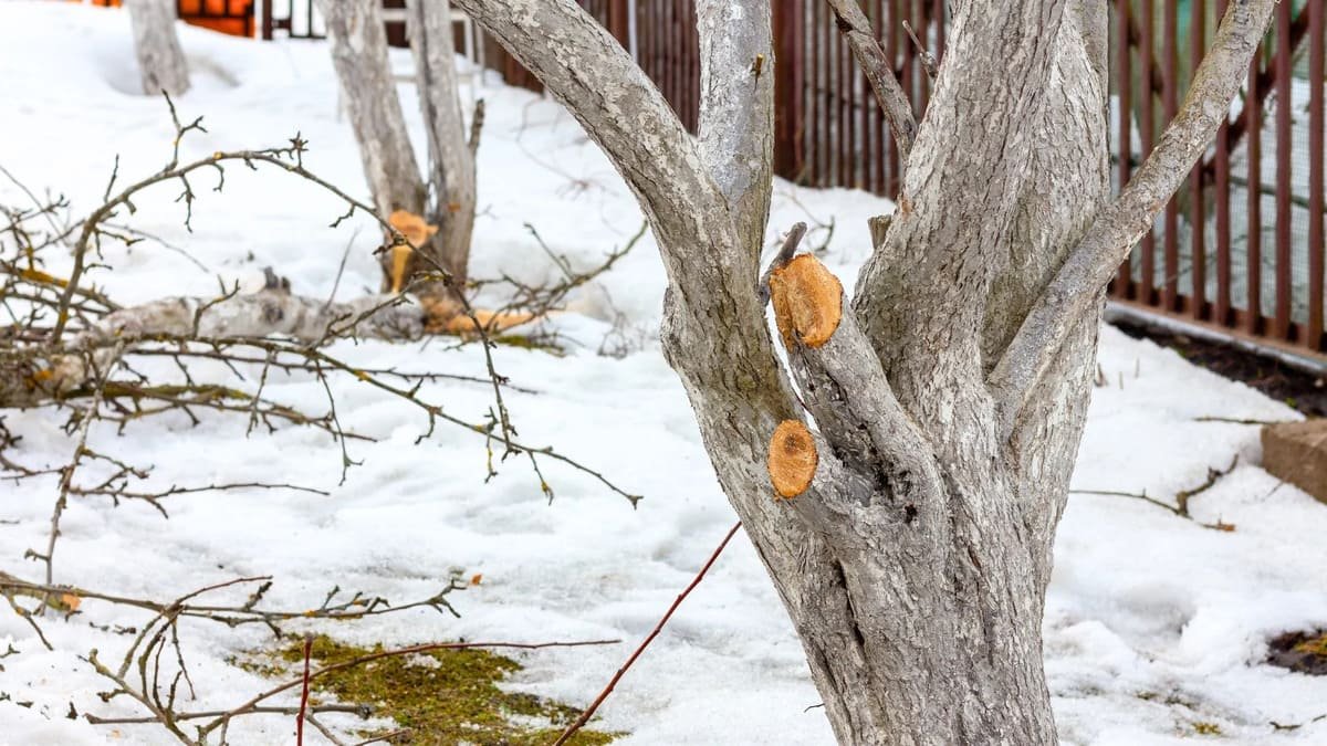 Ne upusťte okamžik: těchto šest stromů je potřeba prořezat právě teď, jinak zahrada přijde o úrodu