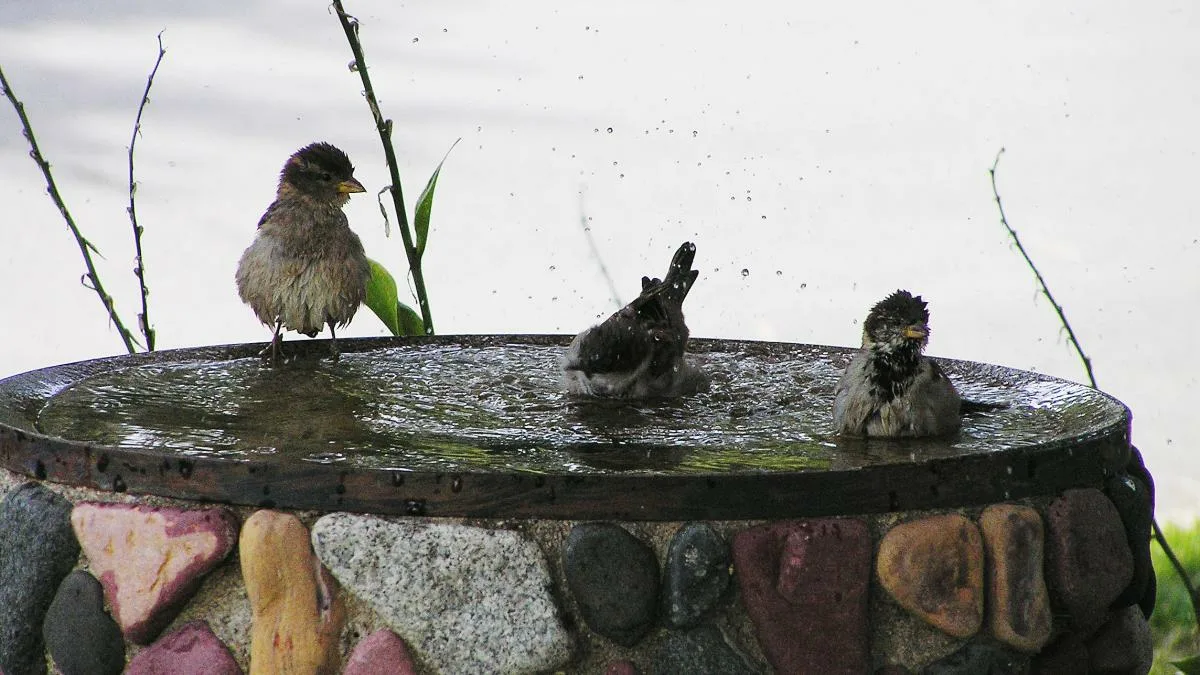 Ornitolog prozrazuje, jaké levné lednové krmivo každé ráno přiláká ptáky