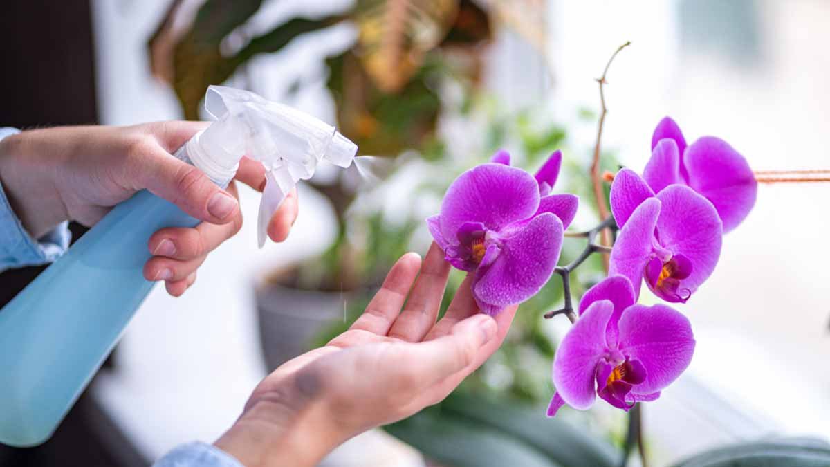 Zalijte své orchideje tímto domácím roztokem vyrobeným ze dvou kuchyňských odpadů a kvetení bude skutečně nádherné.