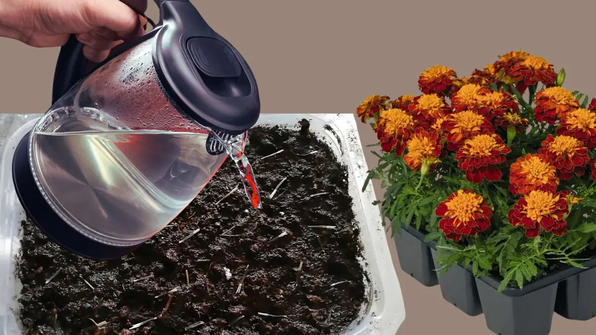 Rostlina aksamitník: zasaďte aksamitníky do květináče — a zahrada se utopí v květech. Zjistěte jednoduchý způsob