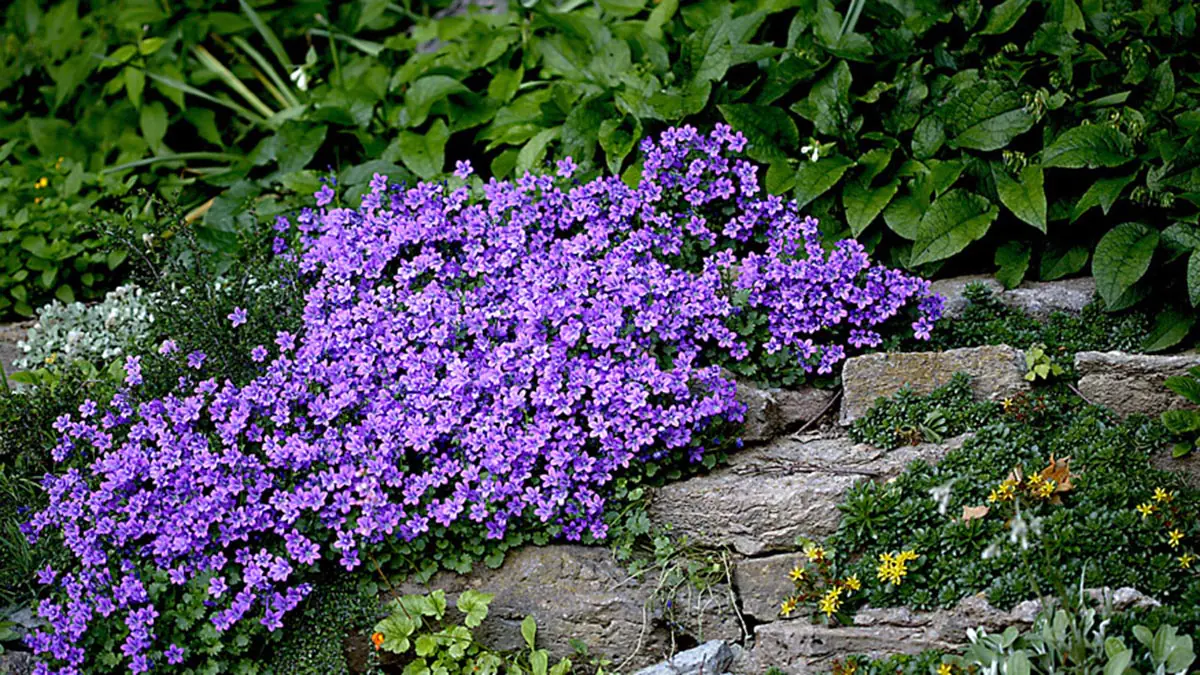 Jaké květiny vysévat na sazenice v lednu