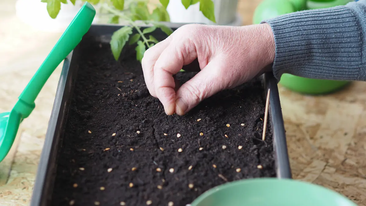 Zahrádkáři, zapište si hned termíny výsevu rajčat na sazenice v nové sezóně — budou silné a „statné“