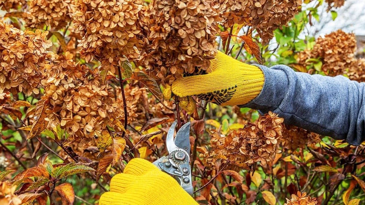Je důležité tyto rostliny ostříhat právě teď, protože čekání do března může vést k úplnému neúspěchu