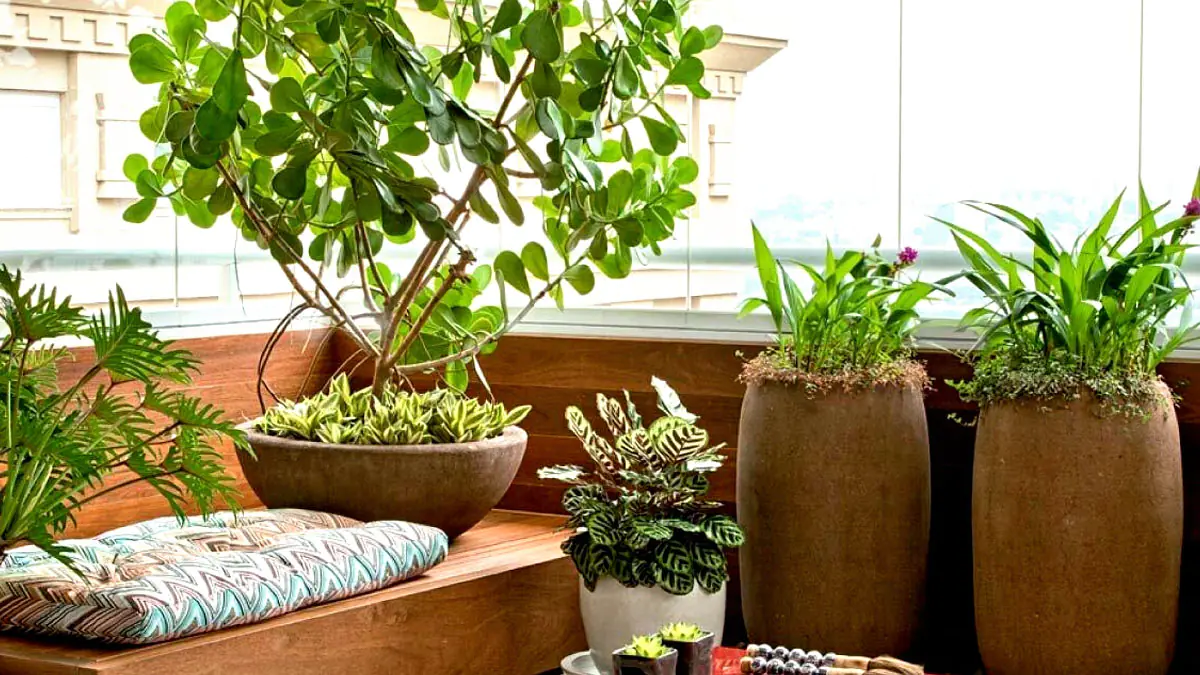 Nejsnadnější pokojové rostliny pro začátečníky 2 Nejsnadnější pokojové rostliny pro začátečníky