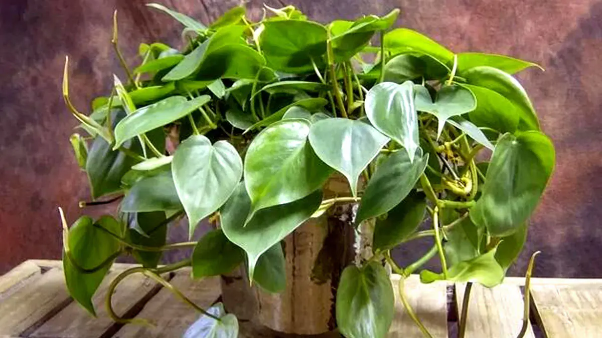 Nejsnadnější pokojové rostliny pro začátečníky