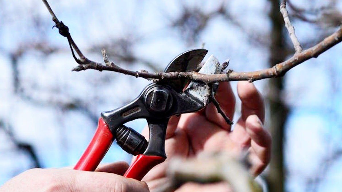Je důležité tyto rostliny ostříhat právě teď, protože čekání do března může vést k úplnému neúspěchu