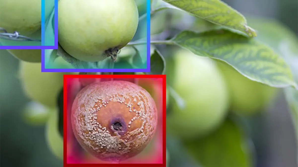 500 g na 10 litrů vody a jablka už nebudou hnít na větvích: stačí jedno postřikování