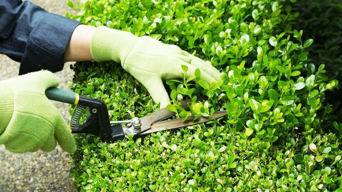 Je důležité tyto rostliny ostříhat právě teď, protože čekání do března může vést k úplnému neúspěchu