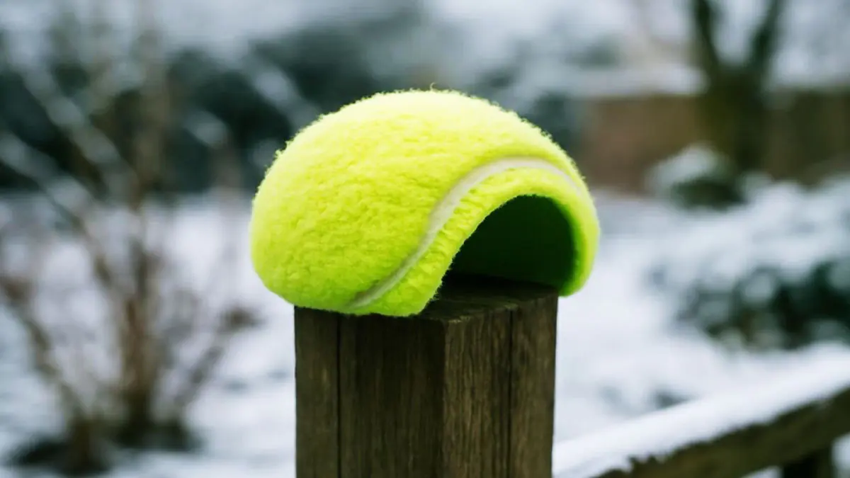 Malé gesto, které mění vše: proč umístění tenisových míčků na zahradě může tuto zimu pomoci zachránit ptáky a ježky 3 Malé gesto, které mění vše: proč umístění tenisových míčků na zahradě může tuto zimu pomoci zachránit ptáky a ježky