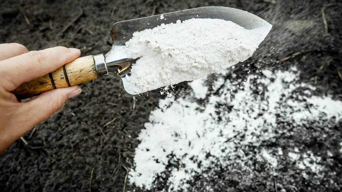 Lepší než popel, droždí a hnůj: rozhazujeme na záhony po sněhu v únoru — jak snadno zvýšit úrodnost půdy do jara 1 Lepší než popel, droždí a hnůj: rozhazujeme na záhony po sněhu v únoru — jak snadno zvýšit úrodnost půdy do jara