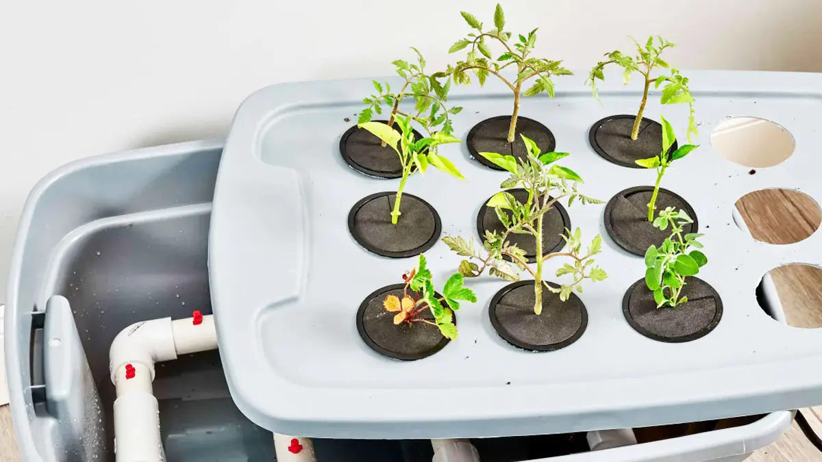 9 nápadů na minimalistické zahrádky bez půdy s hydrotonem vhodné do úzkých prostor