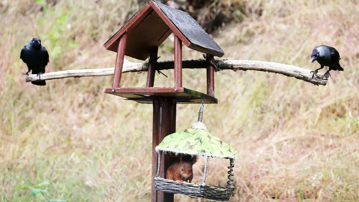 Proč odborníci doporučují dávat vazelínu do zahrady v únoru