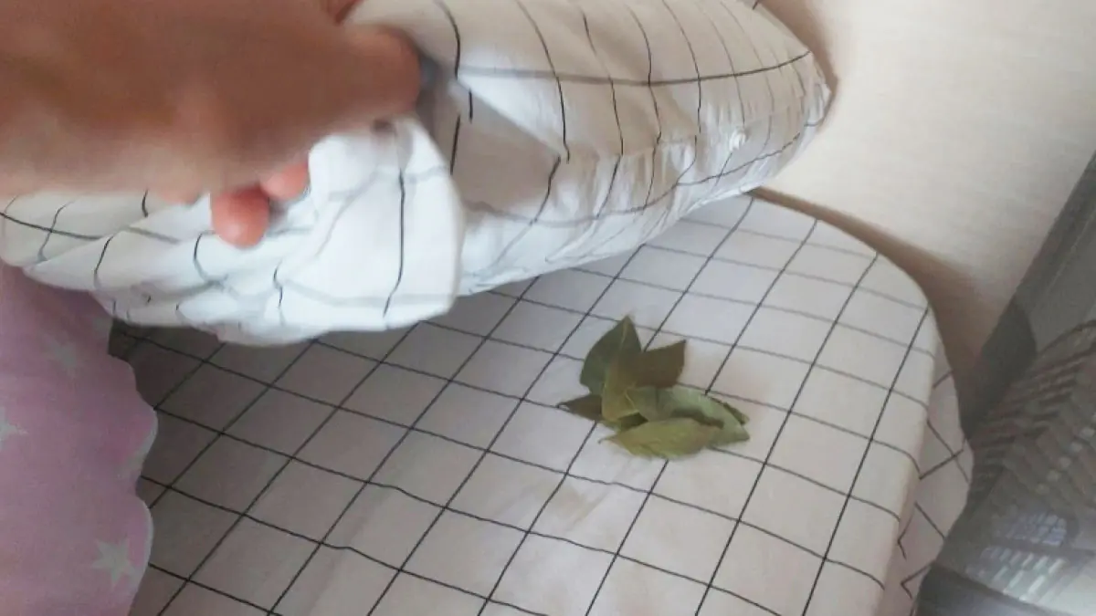 Položte bobkový list pod koberec a už zítra se zbavíte každodenního problému