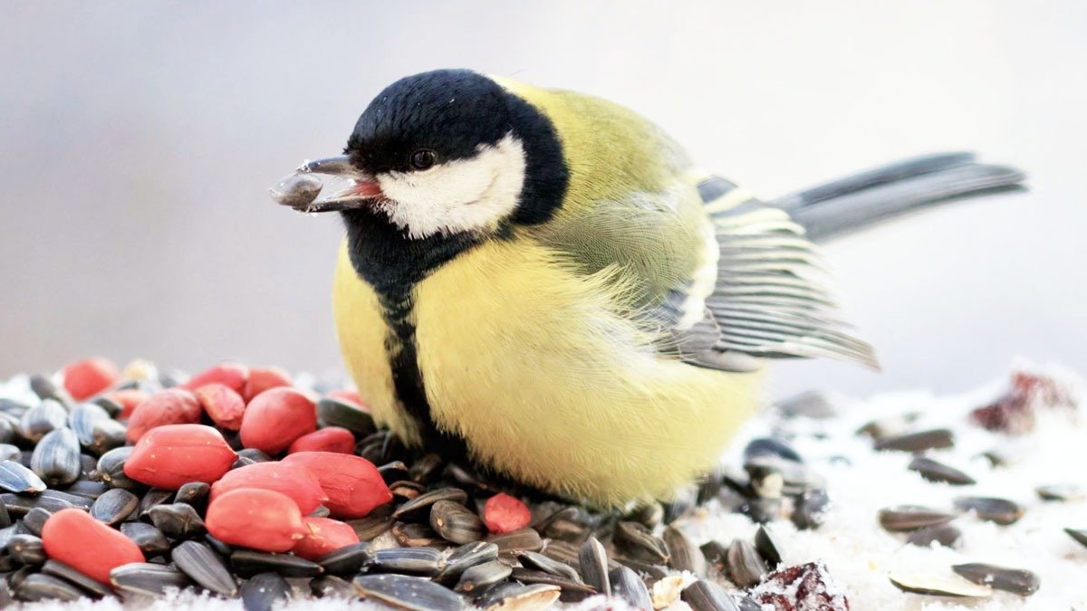 „Od té doby, co jsme je vysadili, ptáci už od nás neodcházejí“: tyto odolné trvalky rostou téměř bez péče