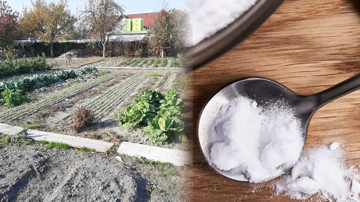 Terasa zarostlá mechem: zapomeňte na vroucí vodu, tento přírodní prášek funguje lépe a chrání dlažbu