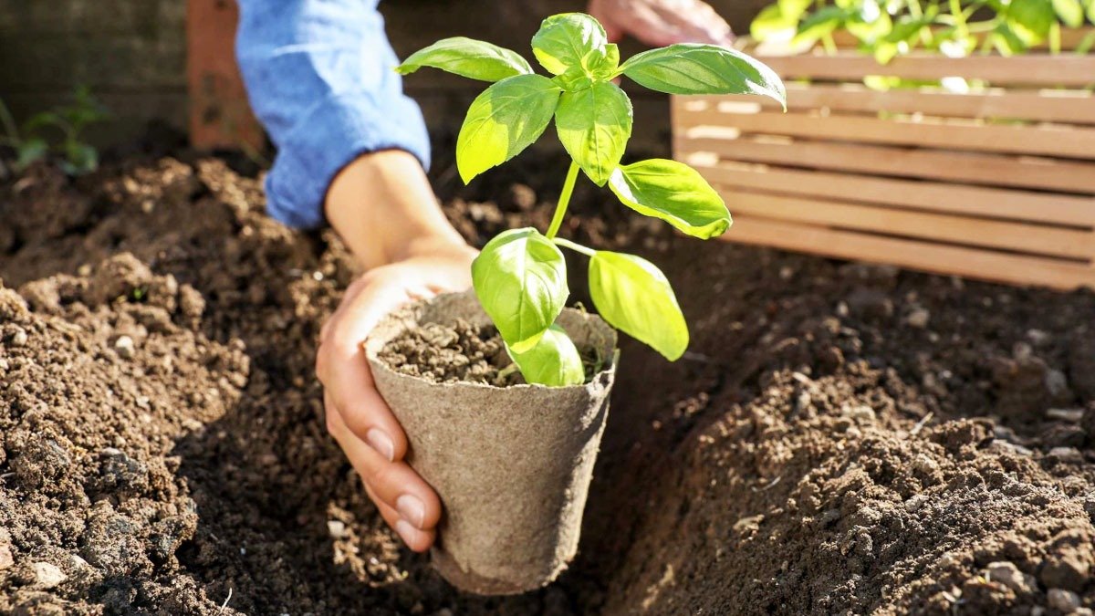 Tento úžasný trvalkový koberec promění vaši zahradu: nenáročný a mrazuvzdorný 2 Tento úžasný trvalkový koberec promění vaši zahradu: nenáročný a mrazuvzdorný