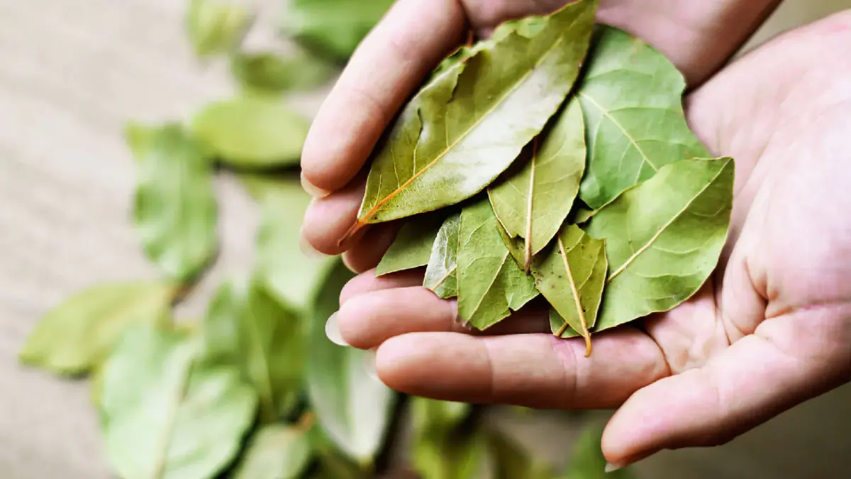 Položte bobkový list pod koberec a už zítra se zbavíte každodenního problému