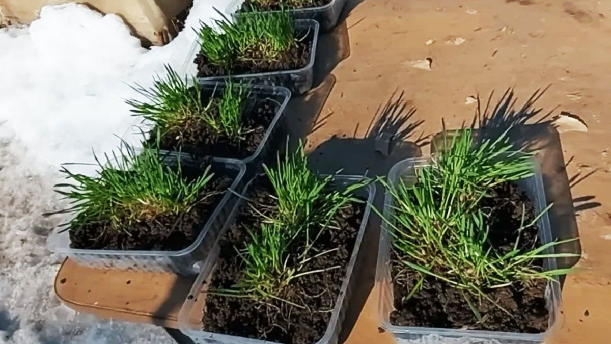 Moudrá teta mě naučila postavit kouzelnou konstrukci: šetřím stovky eur na zahradním nářadí 3 Moudrá teta mě naučila postavit kouzelnou konstrukci: šetřím stovky eur na zahradním nářadí